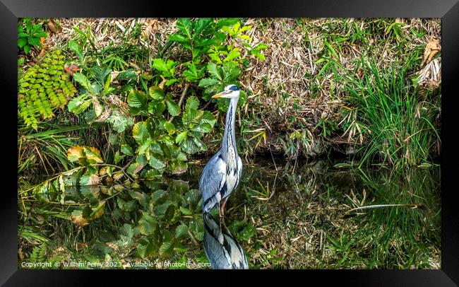 Grey Heron Water Reflection Habikino Osaka Japan Framed Print by William Perry