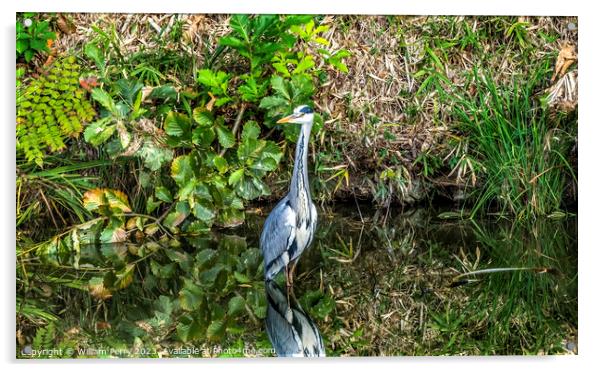 Grey Heron Water Reflection Habikino Osaka Japan Acrylic by William Perry