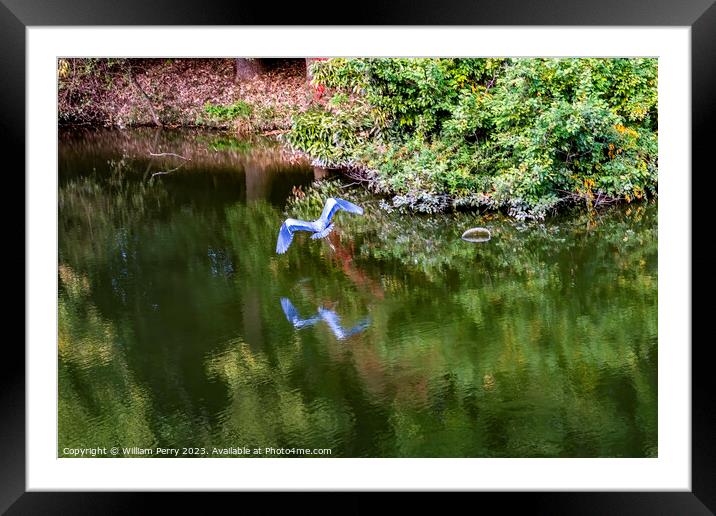 Grey Heron Flying Water Reflection Habikino Osaka Japan Framed Mounted Print by William Perry
