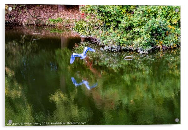 Grey Heron Flying Water Reflection Habikino Osaka Japan Acrylic by William Perry