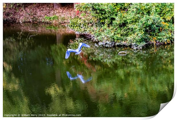 Grey Heron Flying Water Reflection Habikino Osaka Japan Print by William Perry