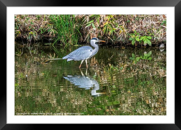 Grey Heron Water Reflection Habikino Osaka Japan Framed Mounted Print by William Perry