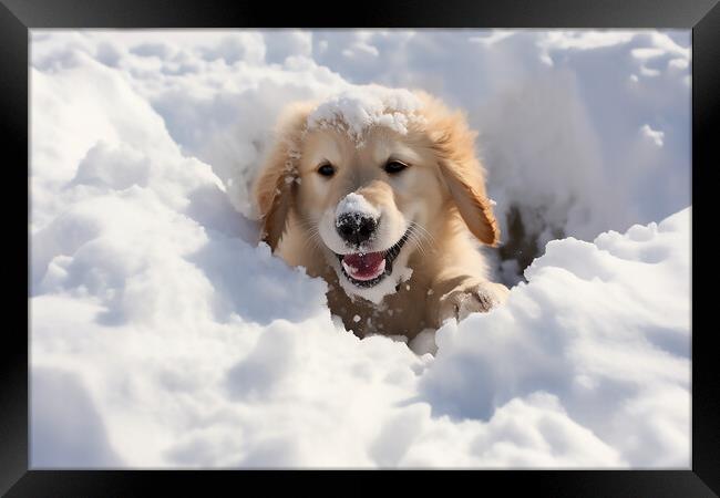 Golden retriever playing int he snow  Framed Print by CC Designs