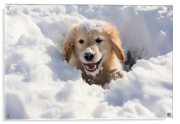 Golden retriever playing int he snow  Acrylic by CC Designs