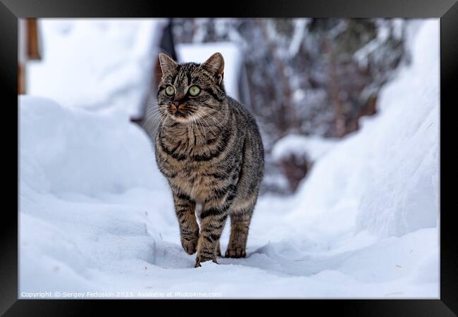 Cat walking in the snow in the countryside Framed Print by Sergey Fedoskin