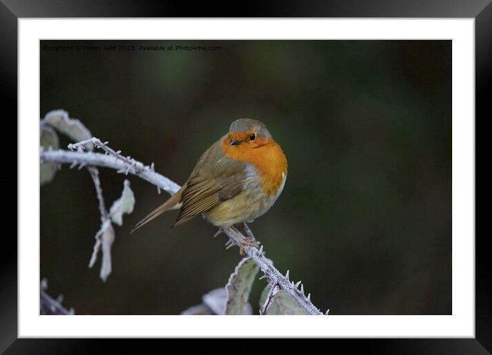 Robin bird perched on a frozen branchAnimal bird Framed Mounted Print by Helen Reid