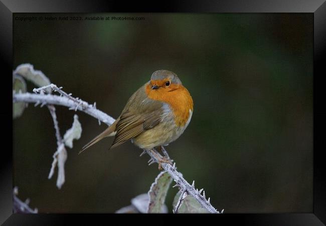 Robin bird perched on a frozen branchAnimal bird Framed Print by Helen Reid