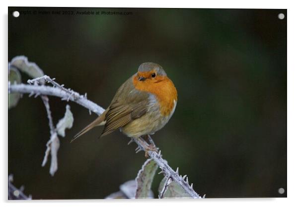 Robin bird perched on a frozen branchAnimal bird Acrylic by Helen Reid