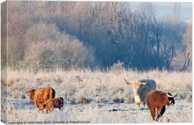 Cold cows Canvas Print by Helen Reid