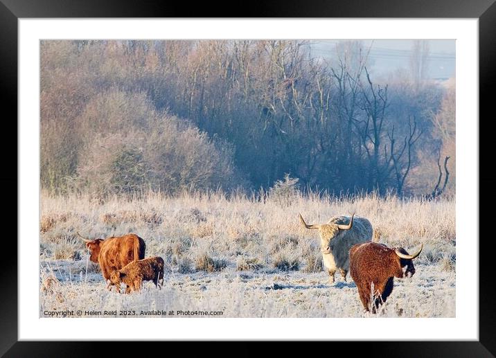 Cold cows Framed Mounted Print by Helen Reid