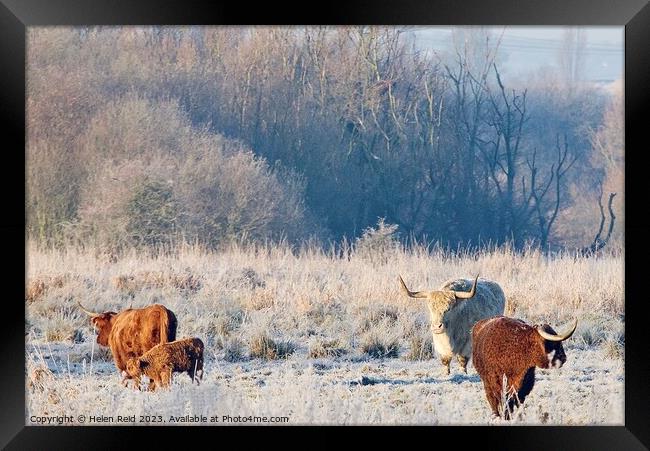 Cold cows Framed Print by Helen Reid
