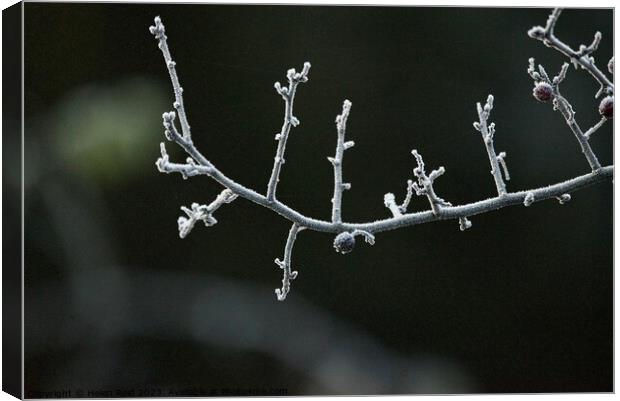 Frozen branch covered in frost Canvas Print by Helen Reid