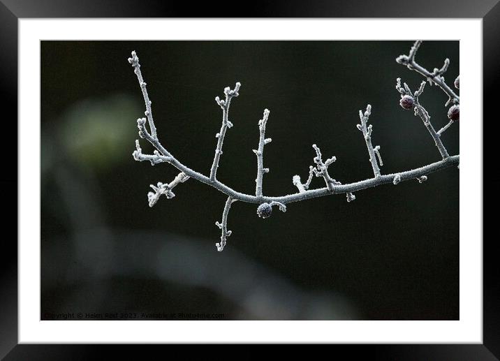 Frozen branch covered in frost Framed Mounted Print by Helen Reid