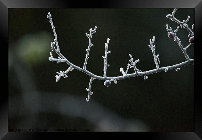 Frozen branch covered in frost Framed Print by Helen Reid