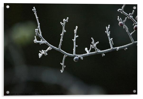 Frozen branch covered in frost Acrylic by Helen Reid