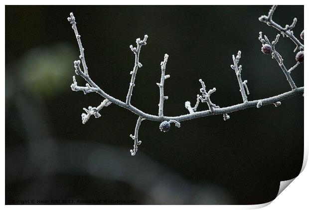 Frozen branch covered in frost Print by Helen Reid
