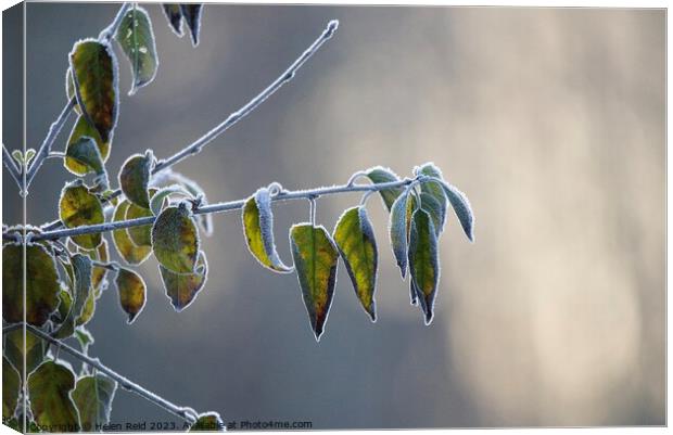 Frozen tree branch frost covered leaves   Canvas Print by Helen Reid