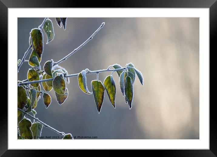Frozen tree branch frost covered leaves   Framed Mounted Print by Helen Reid