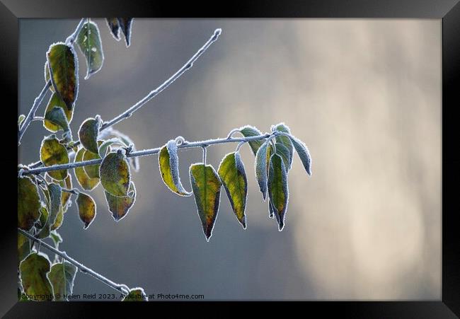Frozen tree branch frost covered leaves   Framed Print by Helen Reid