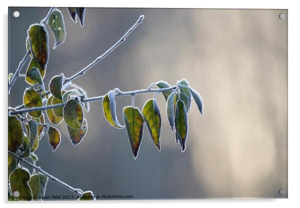 Frozen tree branch frost covered leaves   Acrylic by Helen Reid