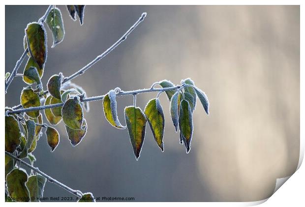 Frozen tree branch frost covered leaves   Print by Helen Reid