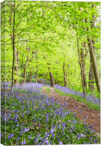 Bluebells, Houghall woods, Durham Canvas Print by Bryan Attewell