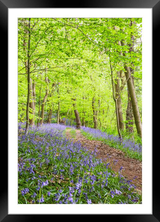 Bluebells, Houghall woods, Durham Framed Mounted Print by Bryan Attewell