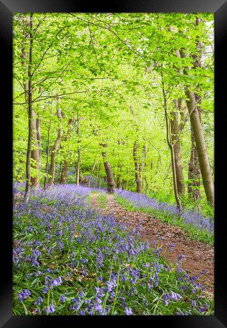 Bluebells, Houghall woods, Durham Framed Print by Bryan Attewell