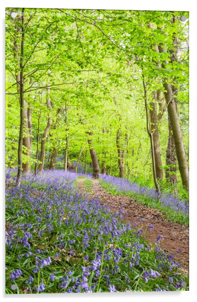Bluebells, Houghall woods, Durham Acrylic by Bryan Attewell