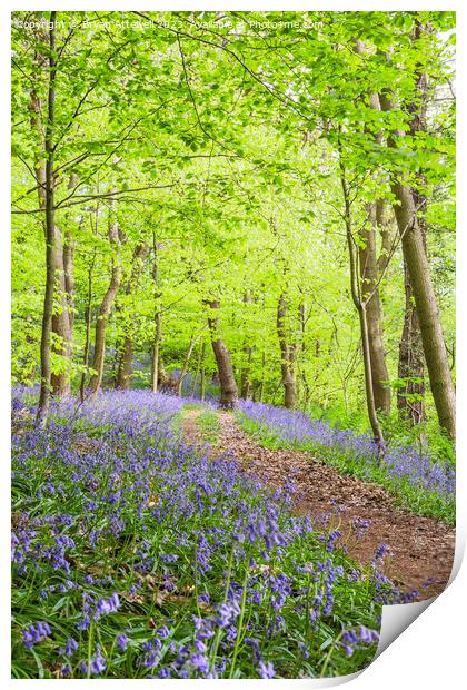Bluebells, Houghall woods, Durham Print by Bryan Attewell