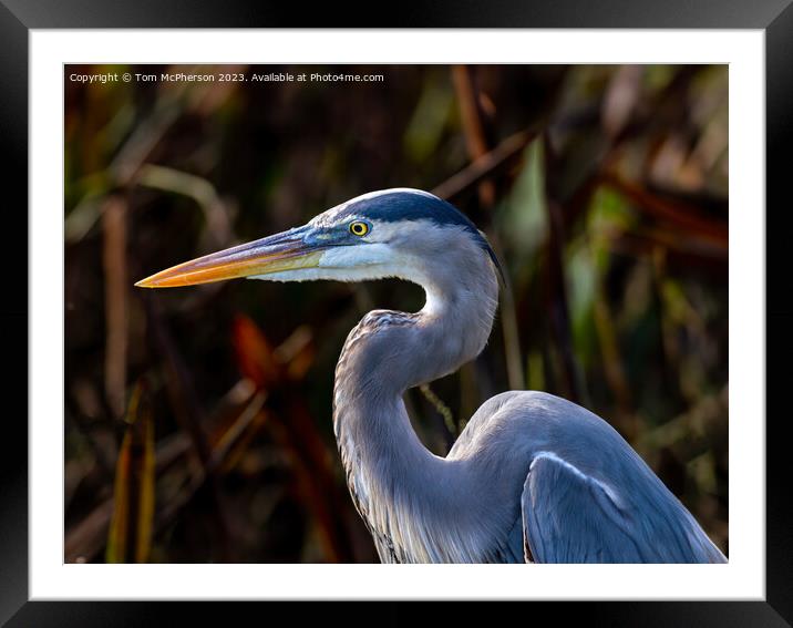 The Grey Heron  Framed Mounted Print by Tom McPherson