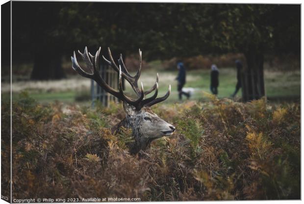 Stag in the Bracken Canvas Print by Philip King