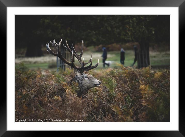 Stag in the Bracken Framed Mounted Print by Philip King