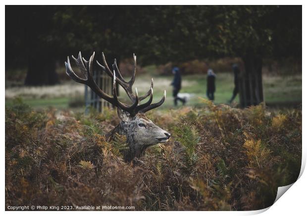 Stag in the Bracken Print by Philip King
