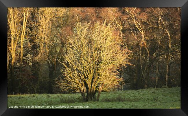 Plant tree Framed Print by Simon Johnson