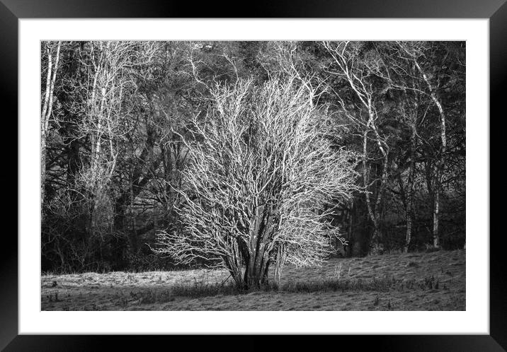 Plant tree Framed Mounted Print by Simon Johnson