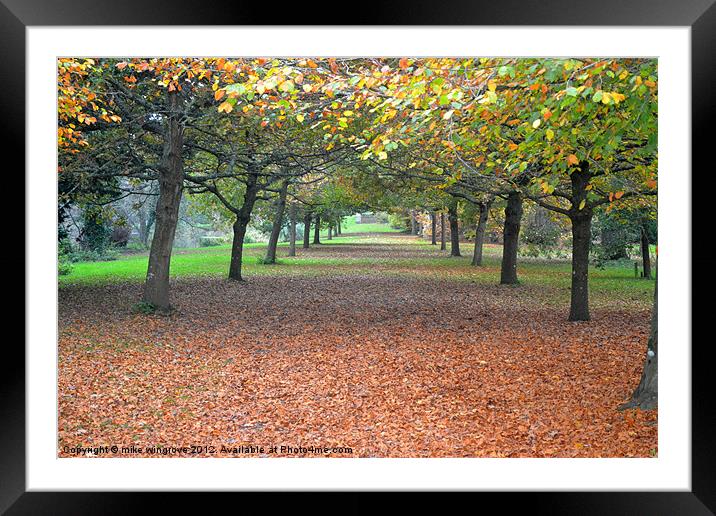 Autumn Trees Framed Mounted Print by mike wingrove