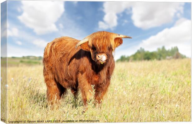 Cute highland cow licking his nose Canvas Print by Simon Bratt LRPS