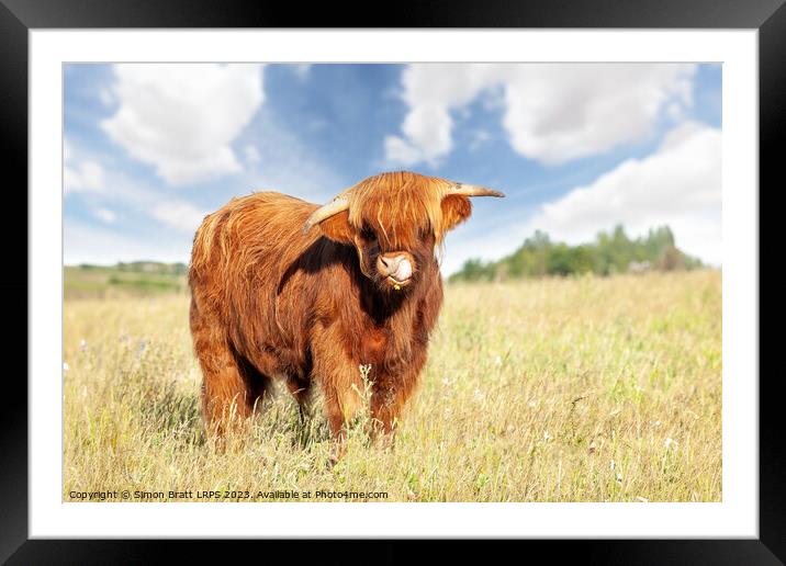 Cute highland cow licking his nose Framed Mounted Print by Simon Bratt LRPS