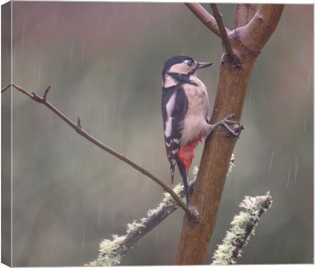 woodpecker in the rain Canvas Print by kathy white