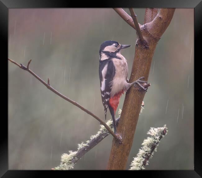 woodpecker in the rain Framed Print by kathy white