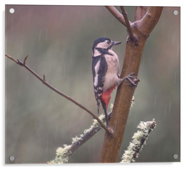 woodpecker in the rain Acrylic by kathy white