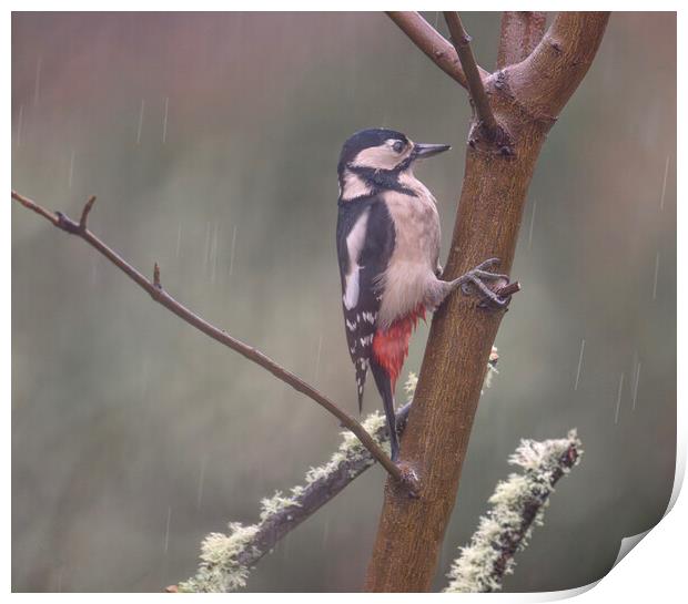 woodpecker in the rain Print by kathy white