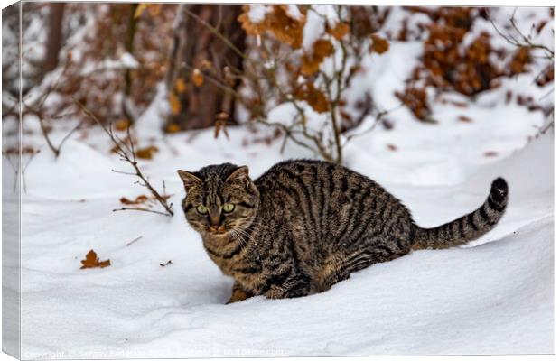 A wild cat hunts in a snowy forest in winter. Canvas Print by Sergey Fedoskin