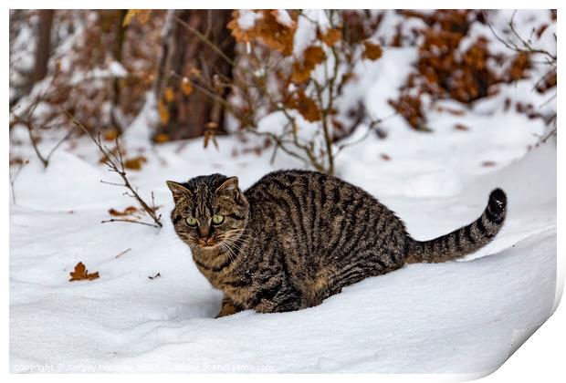 A wild cat hunts in a snowy forest in winter. Print by Sergey Fedoskin