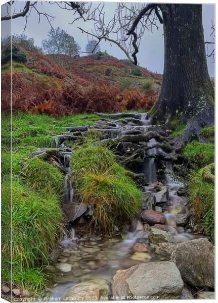 Tree Root Waterfall Canvas Print by Graham Lathbury