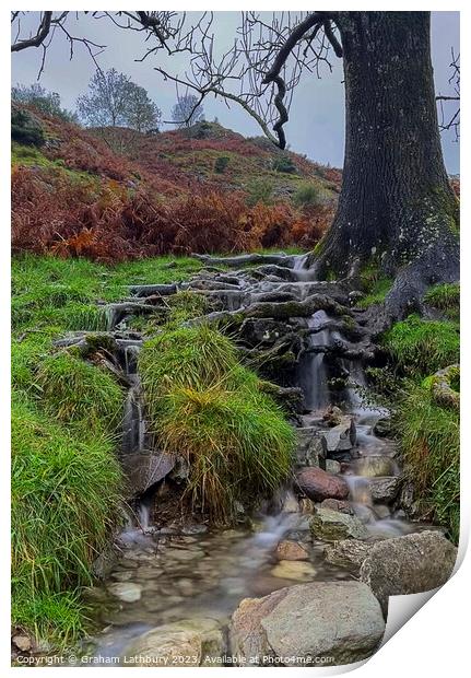 Tree Root Waterfall Print by Graham Lathbury