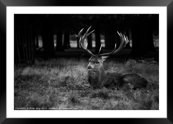 Stag at Bushy Park Framed Mounted Print by Philip King