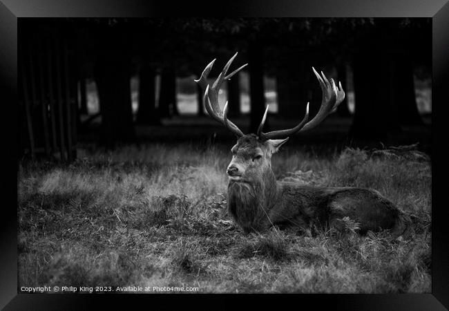 Stag at Bushy Park Framed Print by Philip King