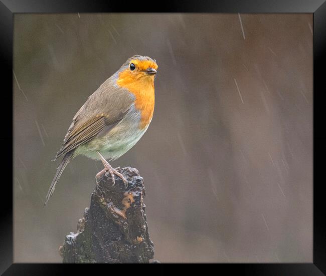 robin in the rain Framed Print by kathy white
